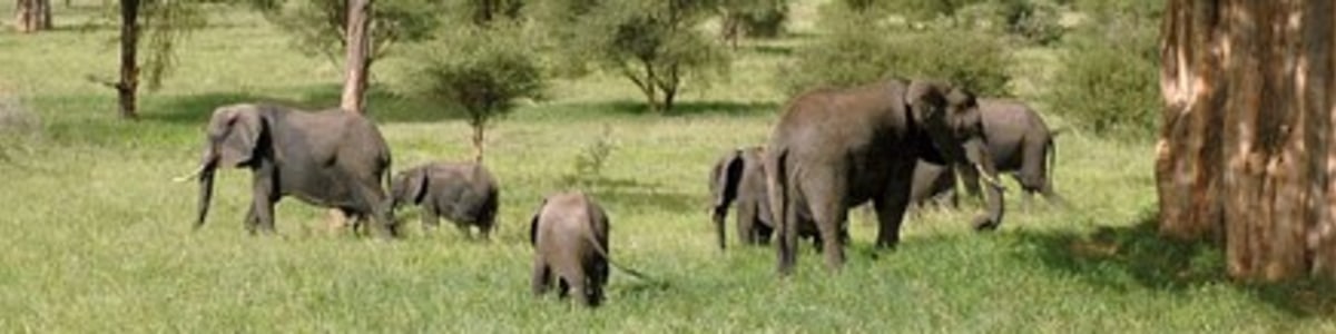 Nice-Adventure-Safaris-in-Tanzania