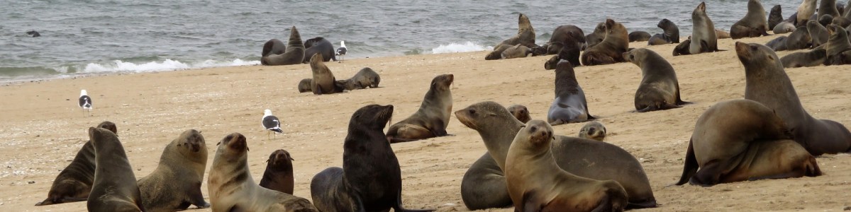 walvisbay-tour-guide