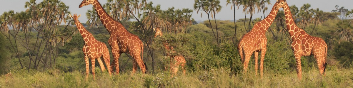 World-Africa-Safari-Tour-&-Travel-in-Kenya