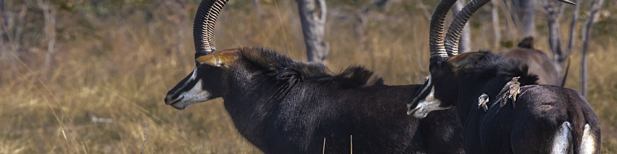 Dewclaw-Safari-in-Zambia