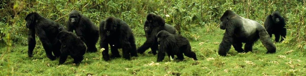 1000-Hills-Safaris-in-Rwanda
