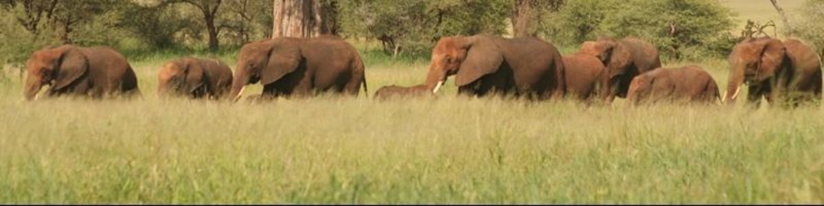 arusha-tour-guide