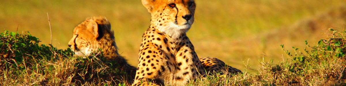 Days-Safaris-Adventures-in-Kenya