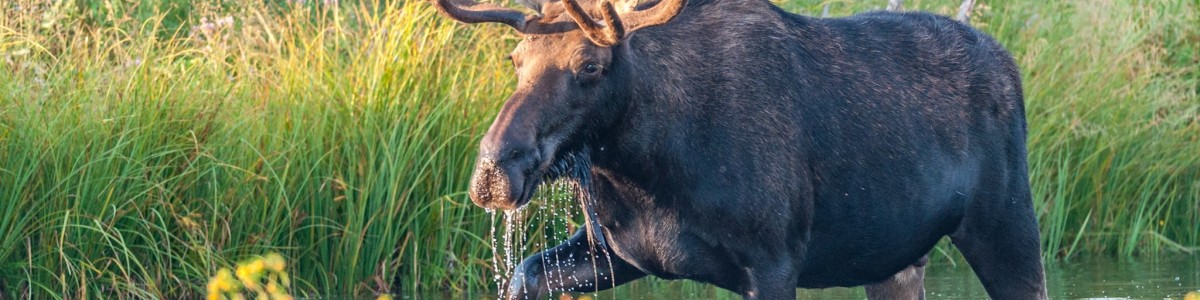 Moose-Travel-Network-in-Canada