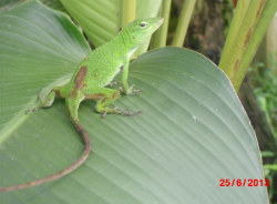 steven-puntarenas-tour-guide