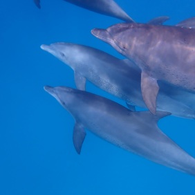 khamismcha-zanzibar-tour-guide