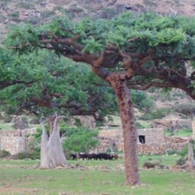 ahmed-socotraisland-tour-guide