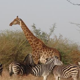 senegaltourist-dakar-tour-guide