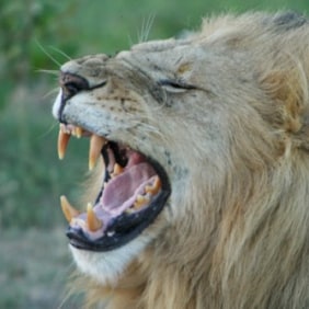 steve-masaimara-tour-guide