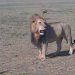 njungo-masaimara-tour-guide