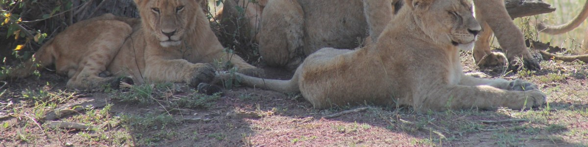 arusha-tour-guide