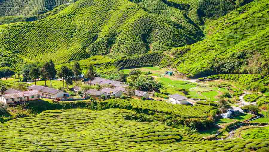 cameron highlands local tour