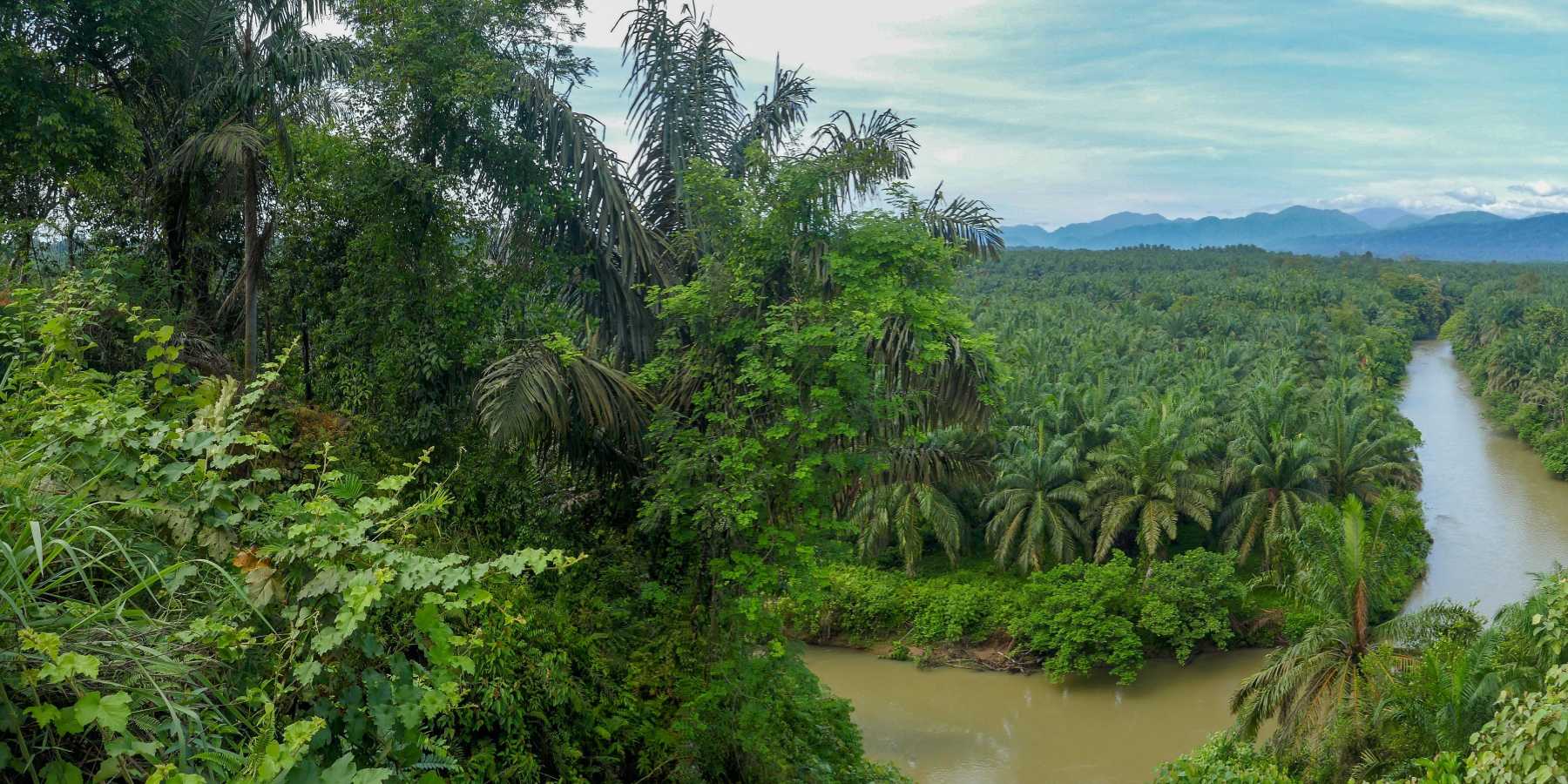 Mount Leuser