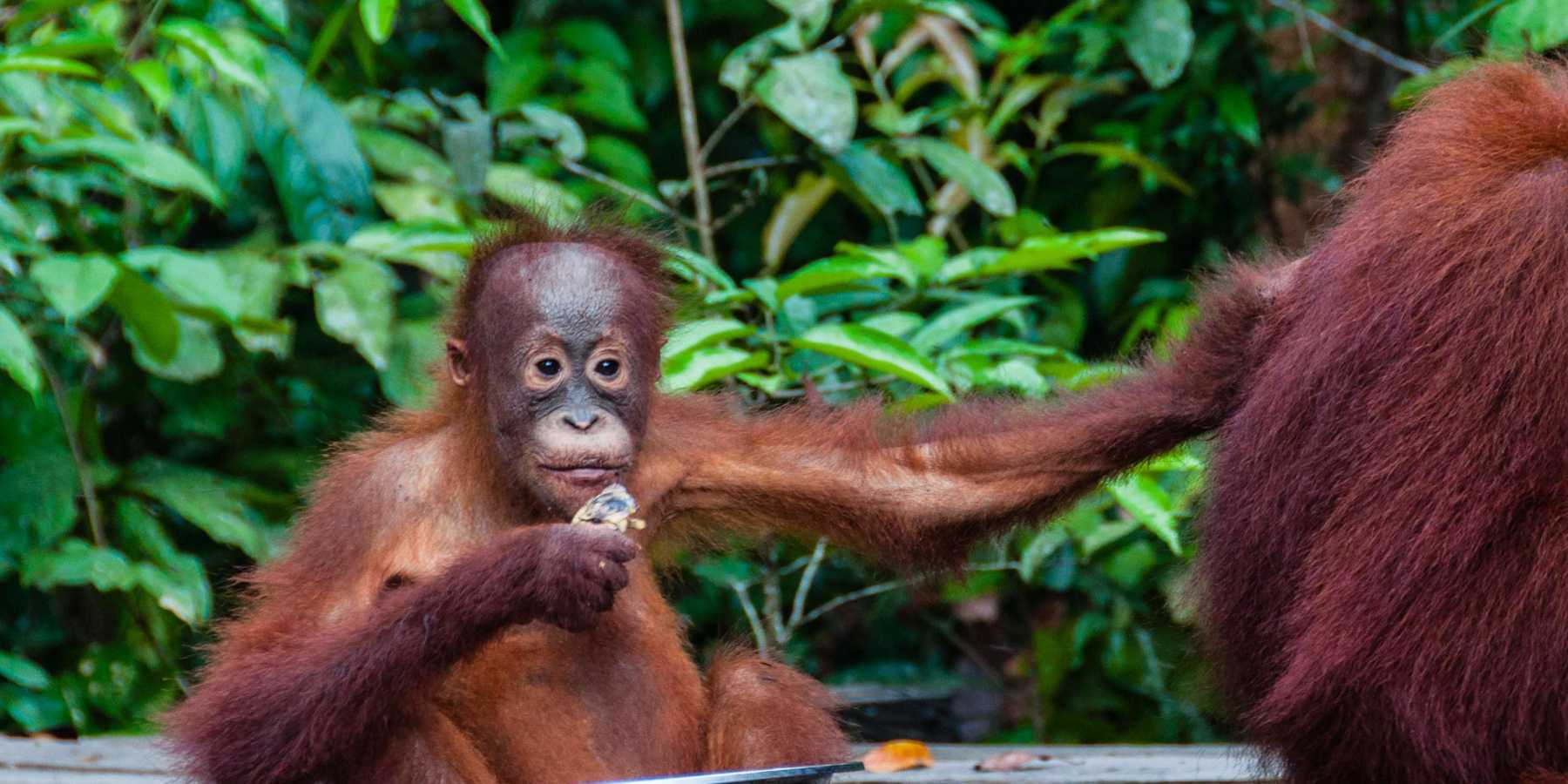 Tanjung Puting National Park