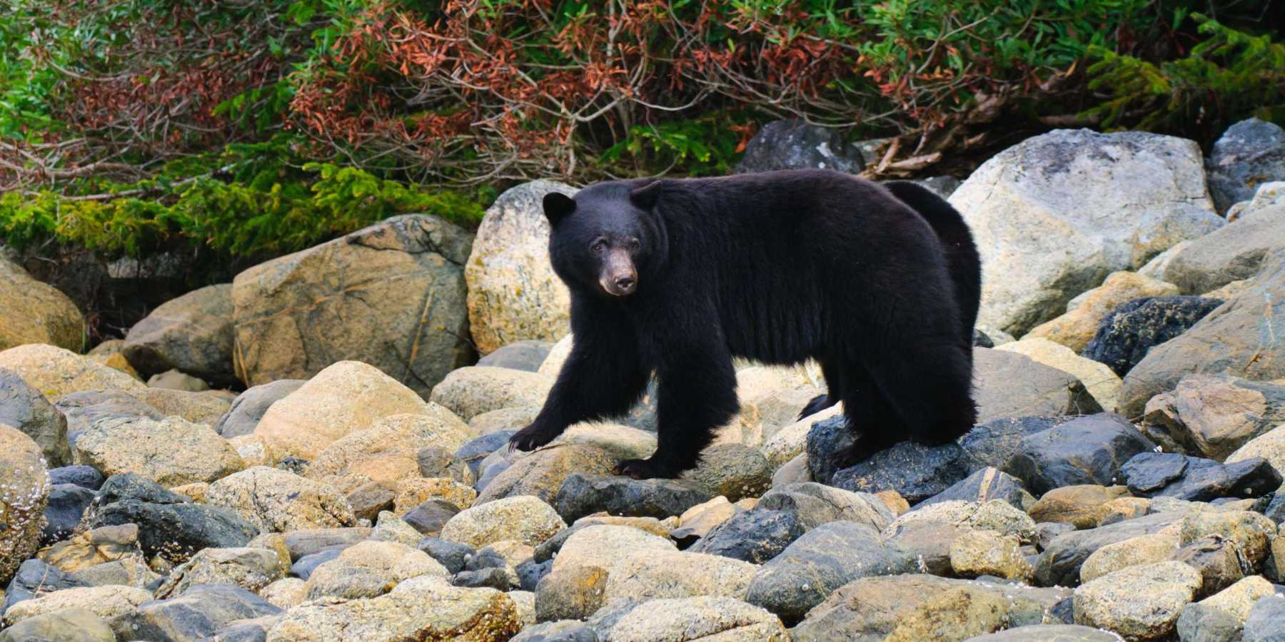 Tofino