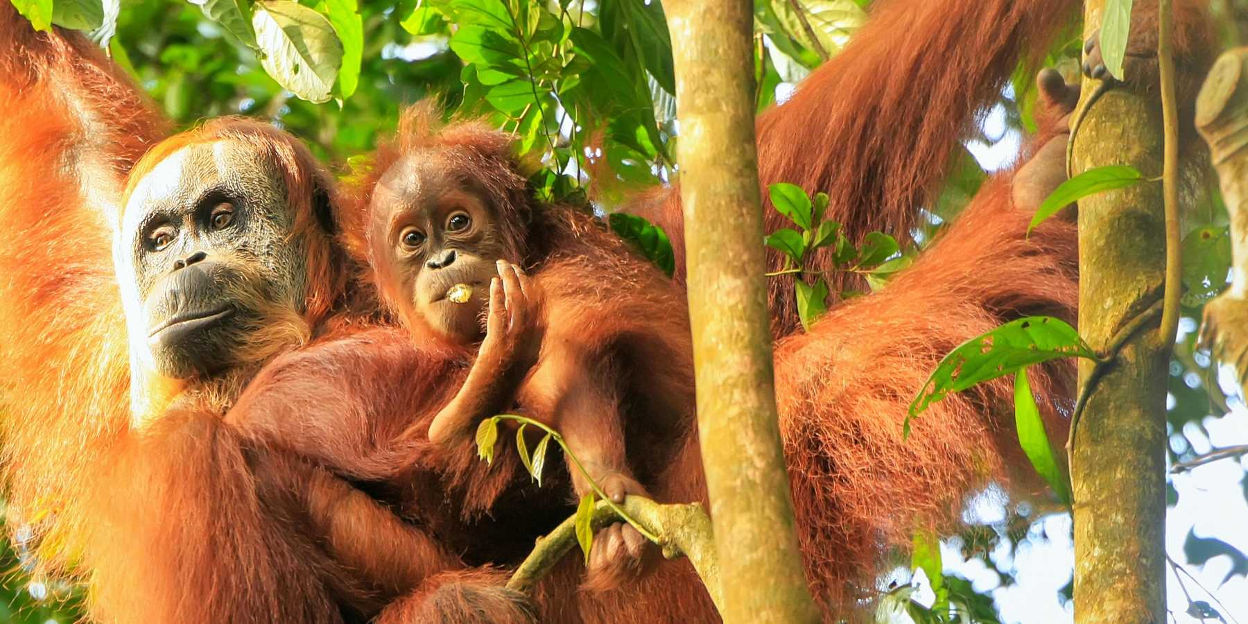 Gunung Leuser National Park