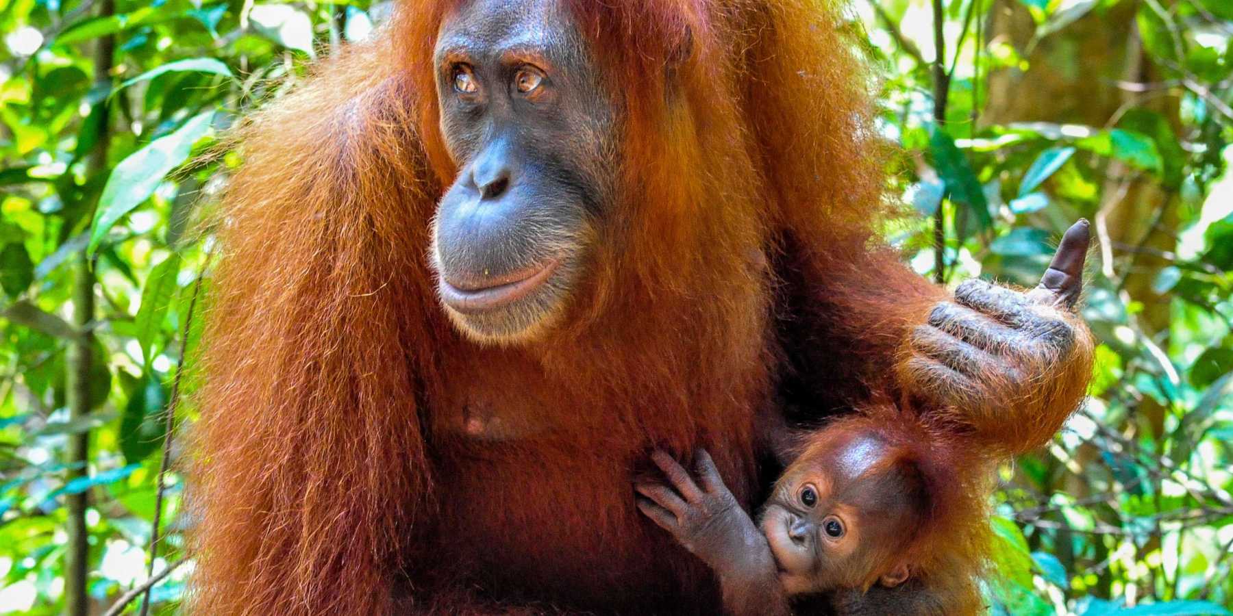 Bukit Lawang