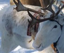 Viajes Finlandia Oscar H