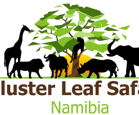 Cluster Leaf Safaris 