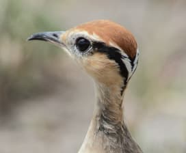 LizB- Birding Safari