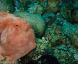 Alvan Boniface Henry