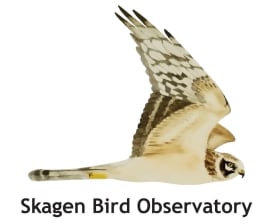Skagen Bird Observatory - Birdlife Denmark 