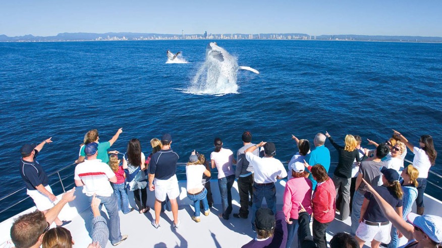 Save Big On All Listed Attractions Whale Watching Jet Boating Hop On Hop Off Ferry And More With This 2 Day Gold Coast City Attraction Ticket Tour In Gold Coast With Guides