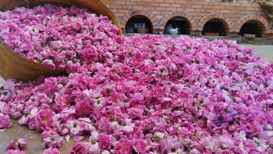Taif 1 Day Private Tour Package Food And Drink Nature And Romantic Tourhq