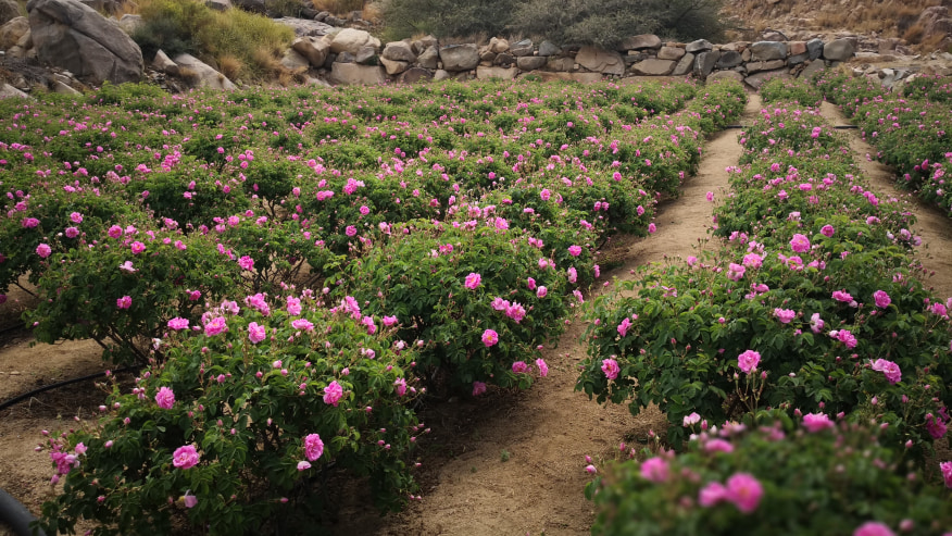 Taif 1 Day Private Tour Package Food And Drink Nature And Romantic Tourhq