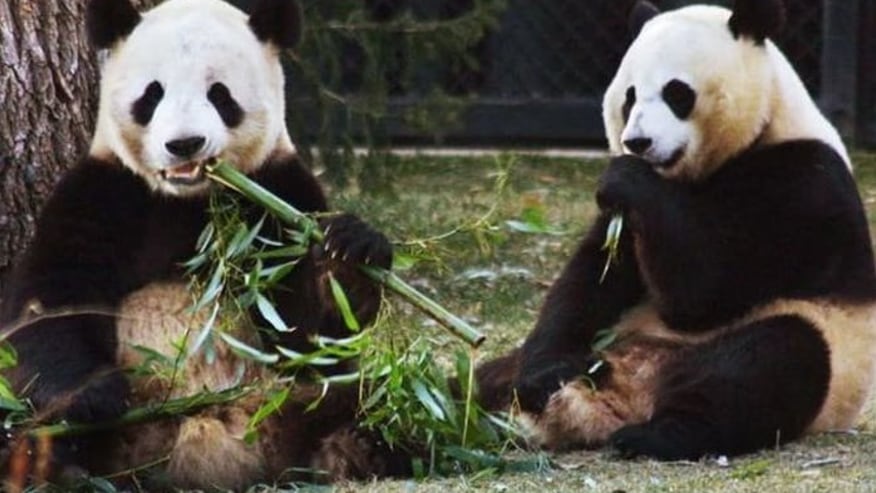 Jakarta Bogor 10 Hours Private Tour Package Nature