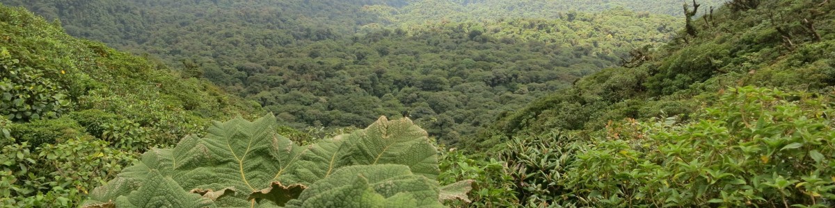 Rony Castro Private Tour Guide In Monteverde Costa Rica Tourhq