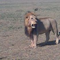 njungojamesmungai-masaimara-tour-guide