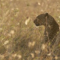 roberttendai-hwange-tour-guide