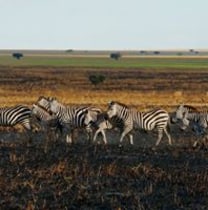 praygodkileo-masaimara-tour-guide