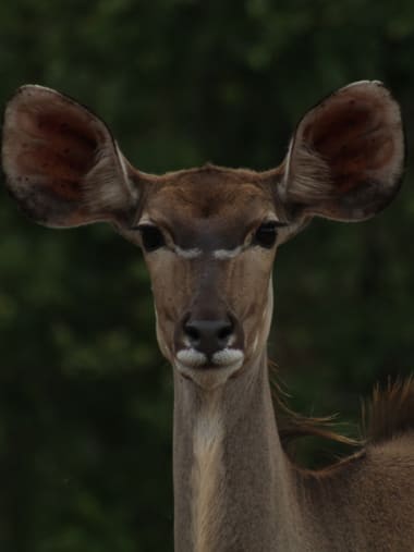 License Image