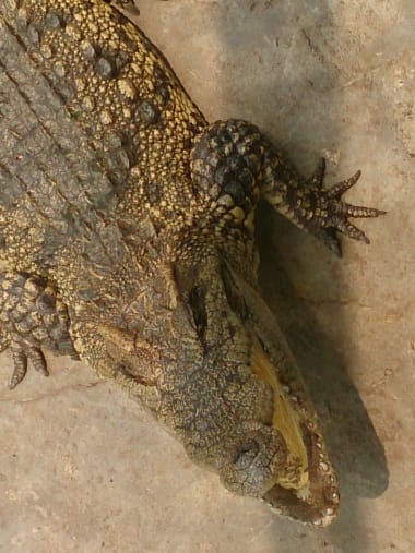 License Image