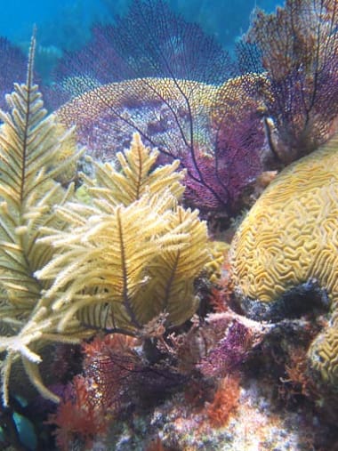 License Image