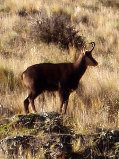 License Image