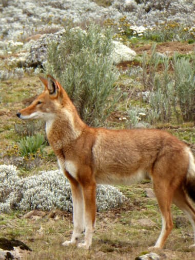 License Image