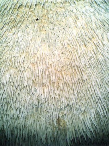 License Image