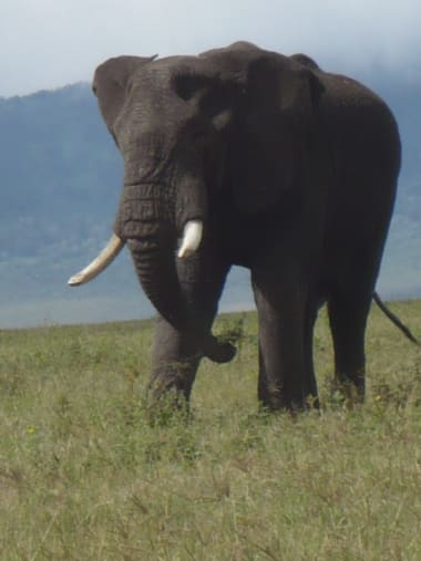 License Image