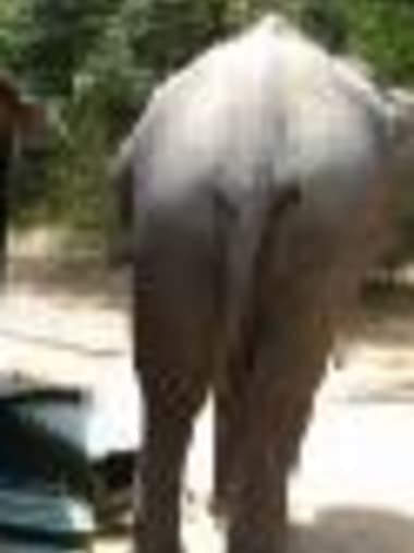 License Image