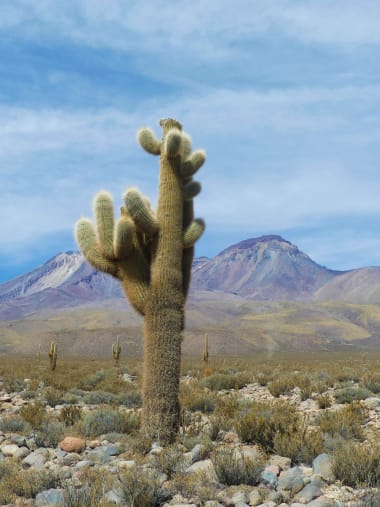 License Image