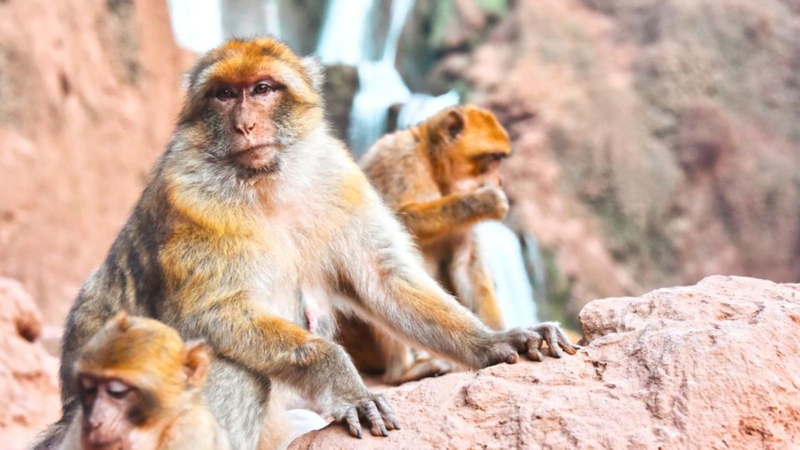 Full-Day Ouzoud Falls Tour from Marrakech with Bin El Ouidane