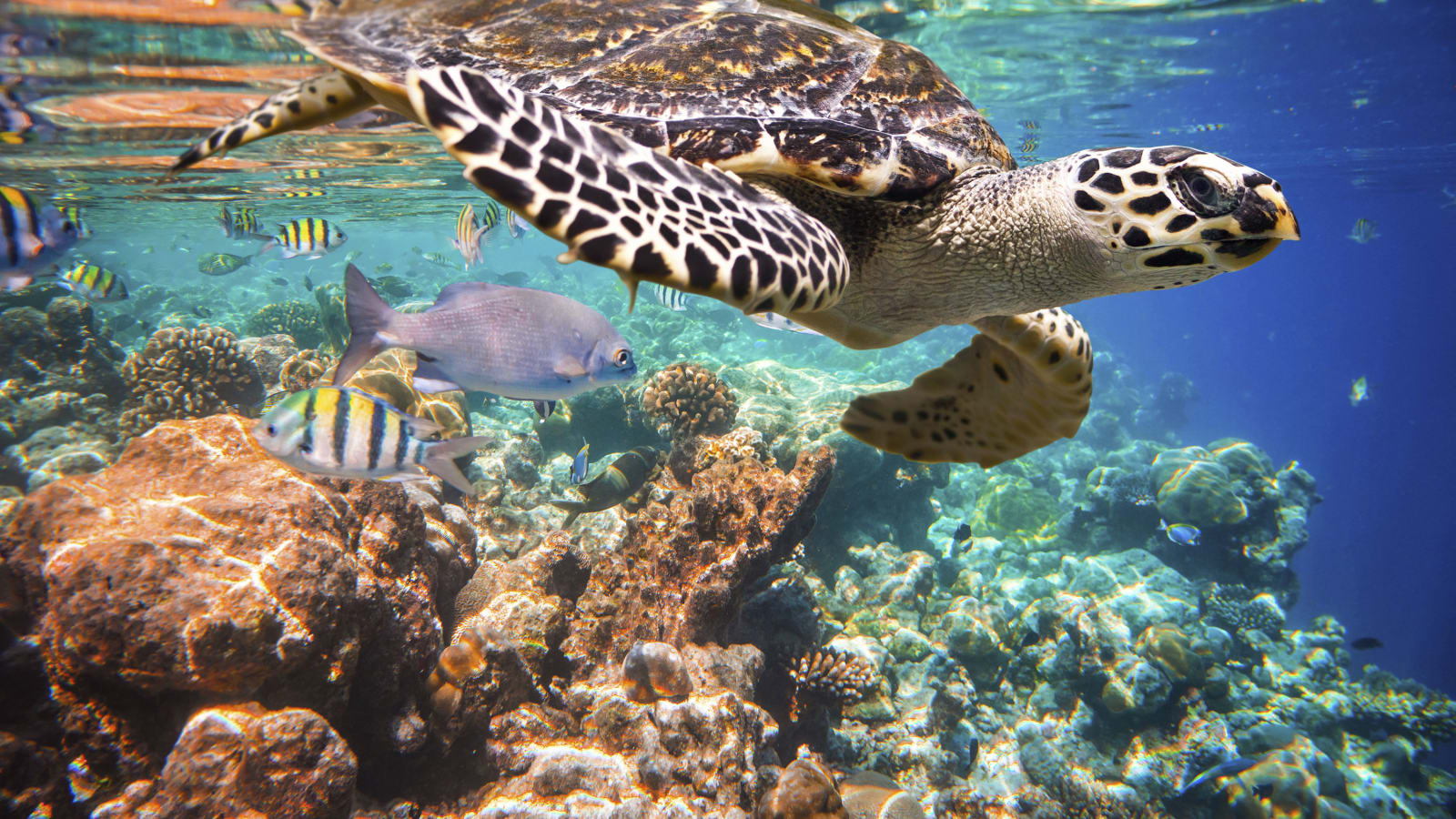 10-Hour Tulum, Cobá and Akumal Bay Tour with Turtle Snorkelling