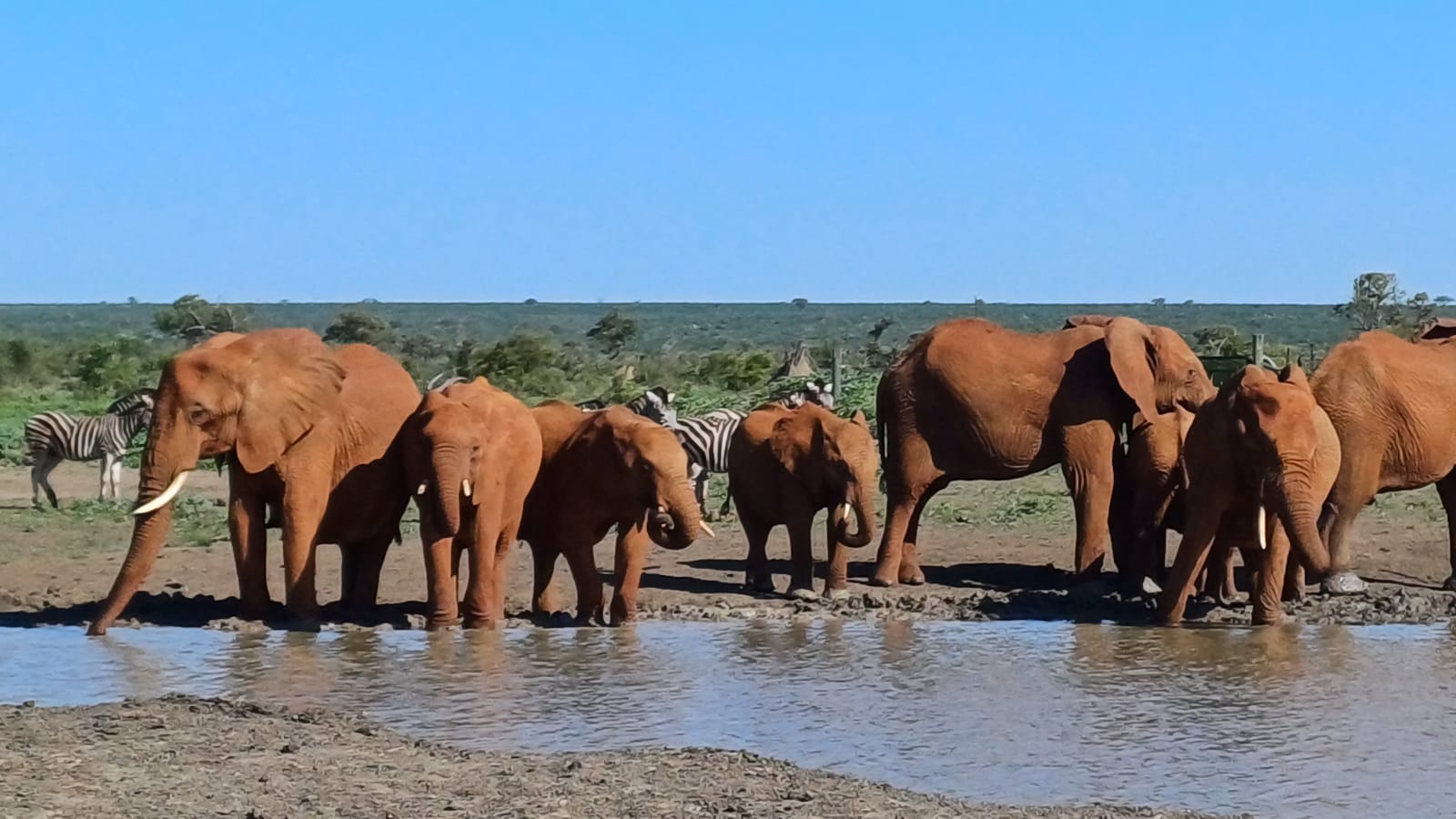 12-Hour Hluhluwe-iMfolozi Park Safari from Durban with Big 5 viewing