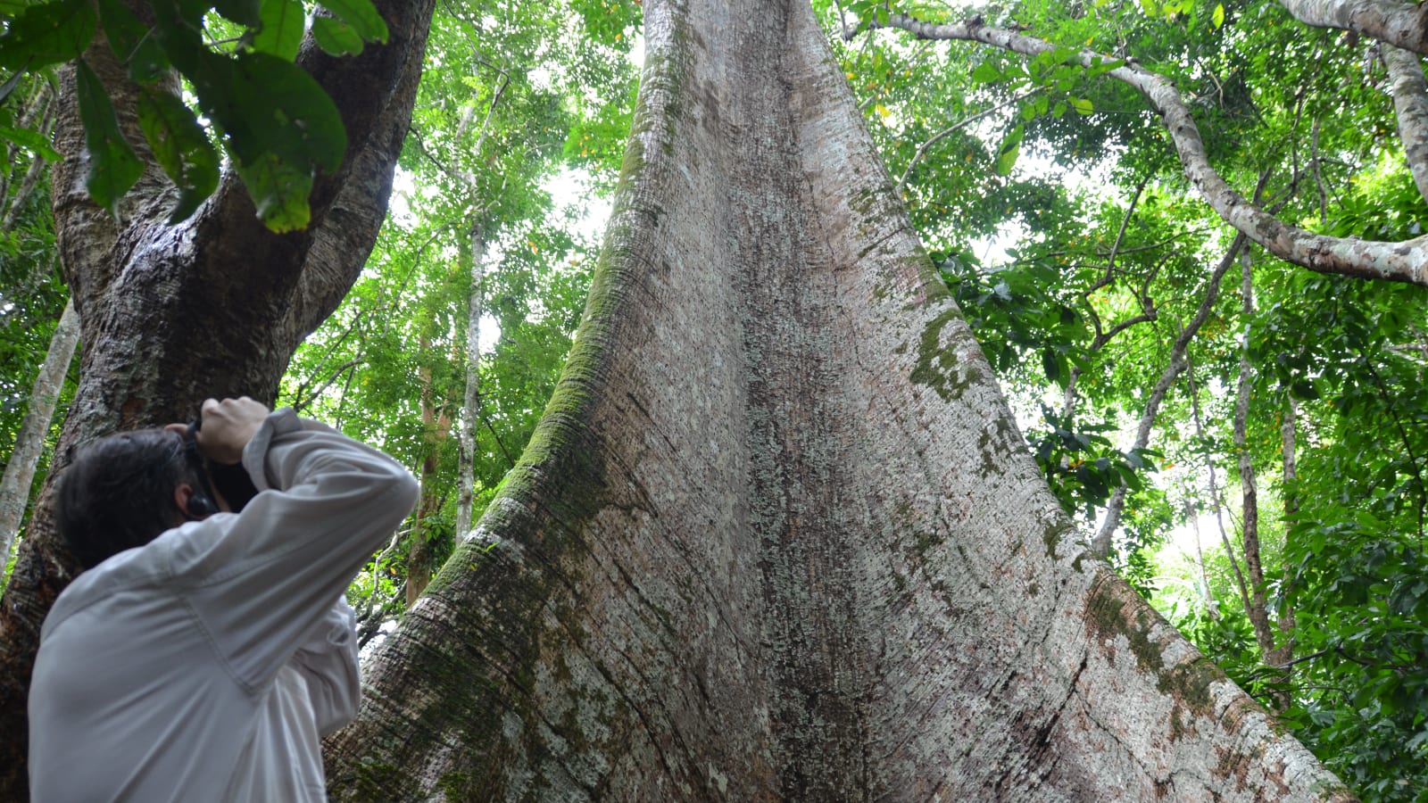 6-Hour Nature Walk in Tapajós National Forest with Belterra Visit