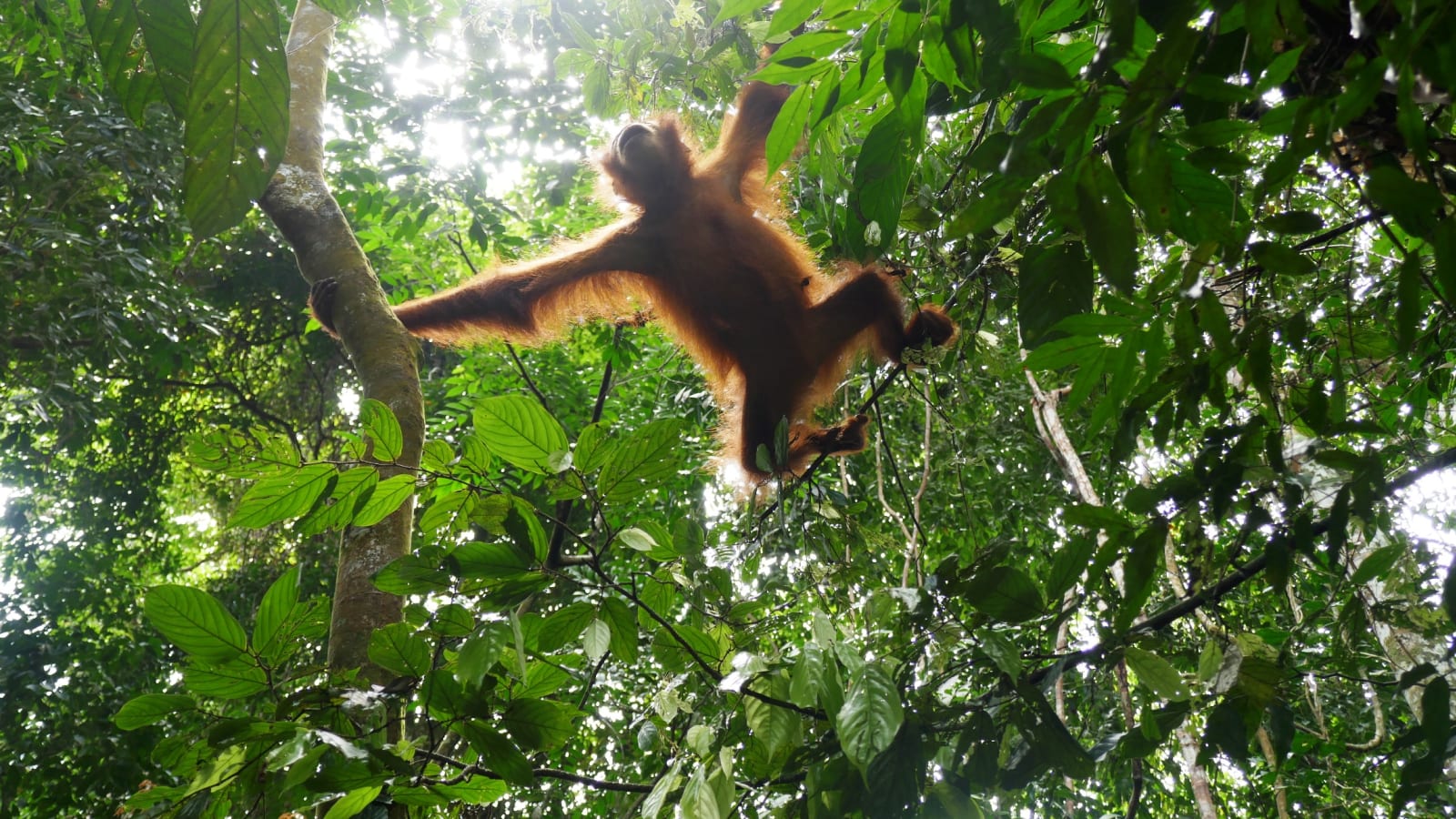 2-Day Gunung Leuser National Park Trek from Bukit Lawang with Camping