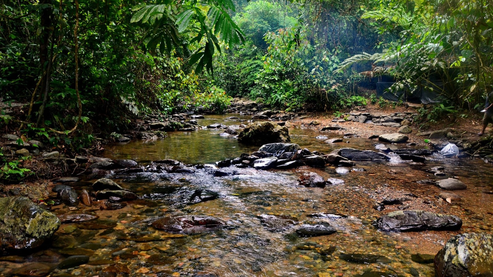 2-Day Jungle Trek in Bukit Lawang with Camping and River Rafting