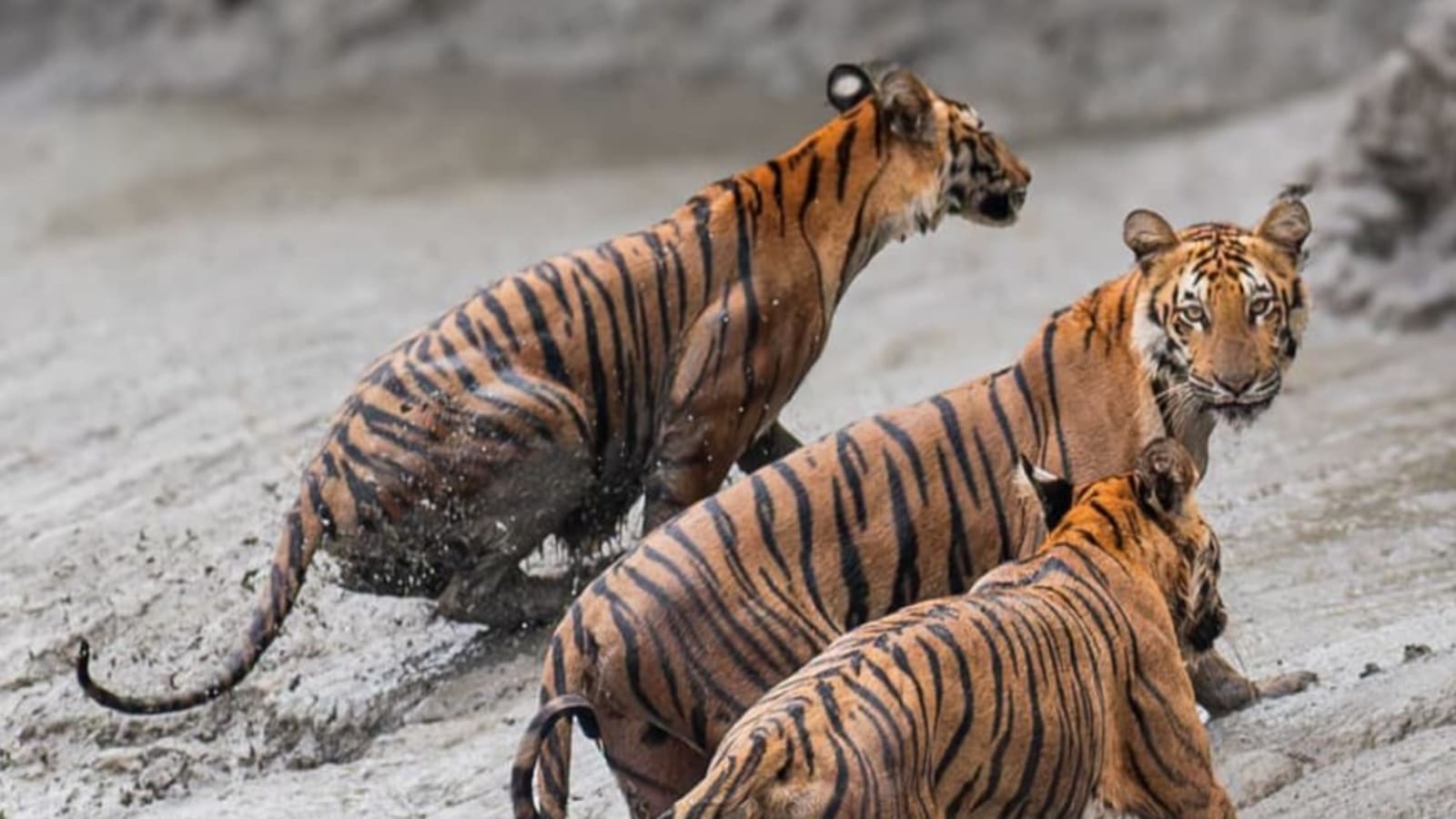 3-Day Sundarbans Mangrove Safari from Kolkata with Gosaba Village